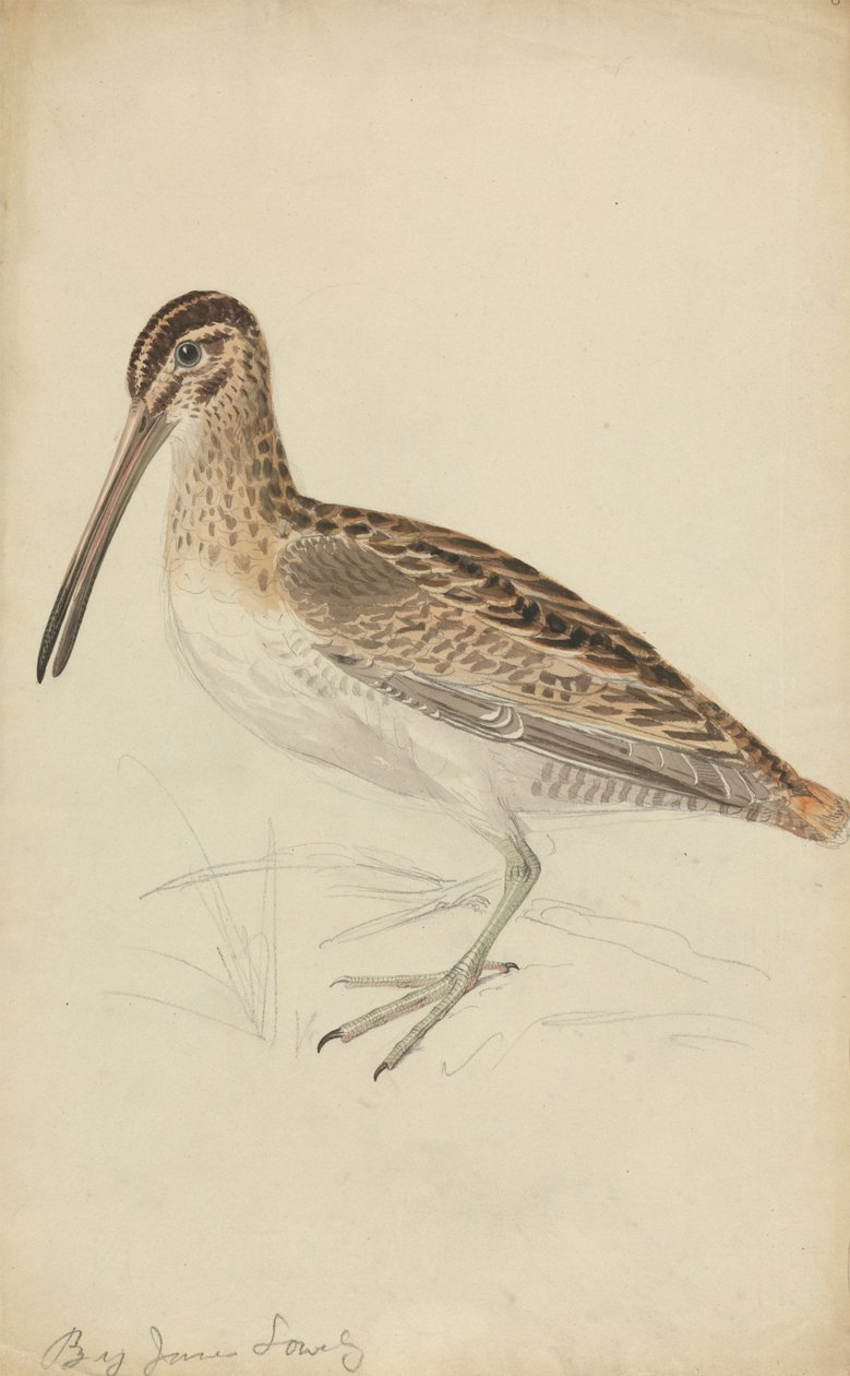 Snajper autorstwa James Sowerby