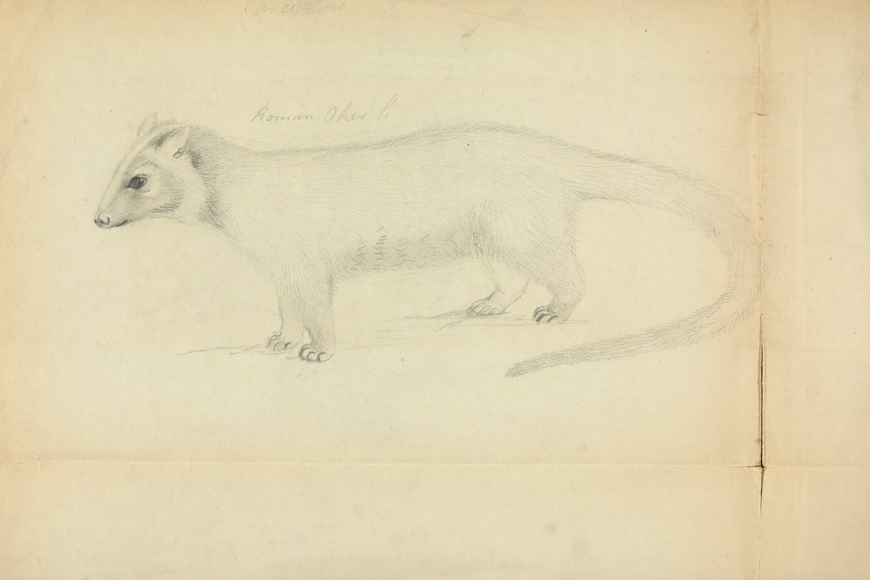 Łasica autorstwa James Sowerby
