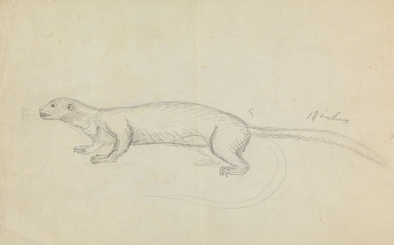 Łasica autorstwa James Sowerby