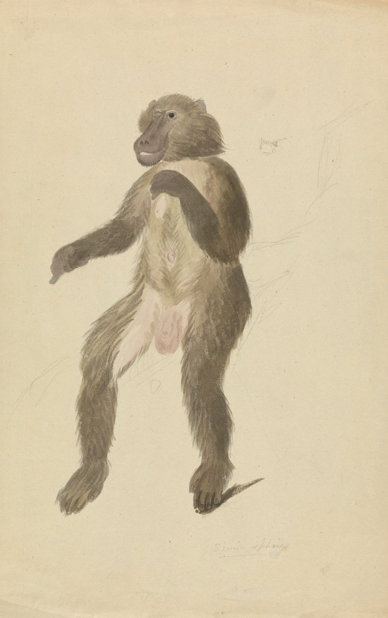 Mandryl autorstwa James Sowerby