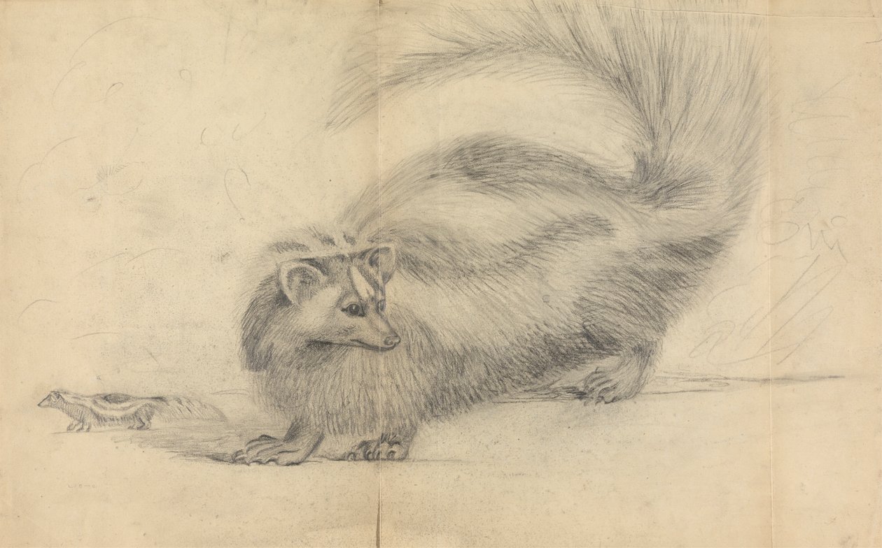 Skunks z innym skunksem w tle autorstwa James Sowerby