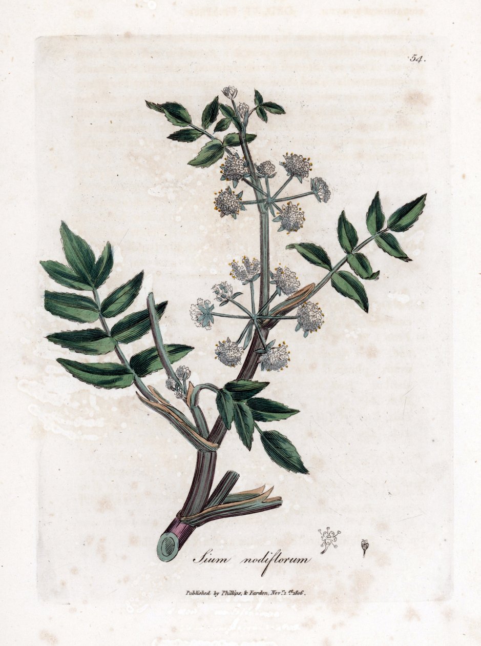 Ache false watercress - Pełzający pasternak wodny, Sium nodiflorum. Ręcznie kolorowany miedzioryt z ilustracji botanicznej autorstwa Jamesa Sowerby
