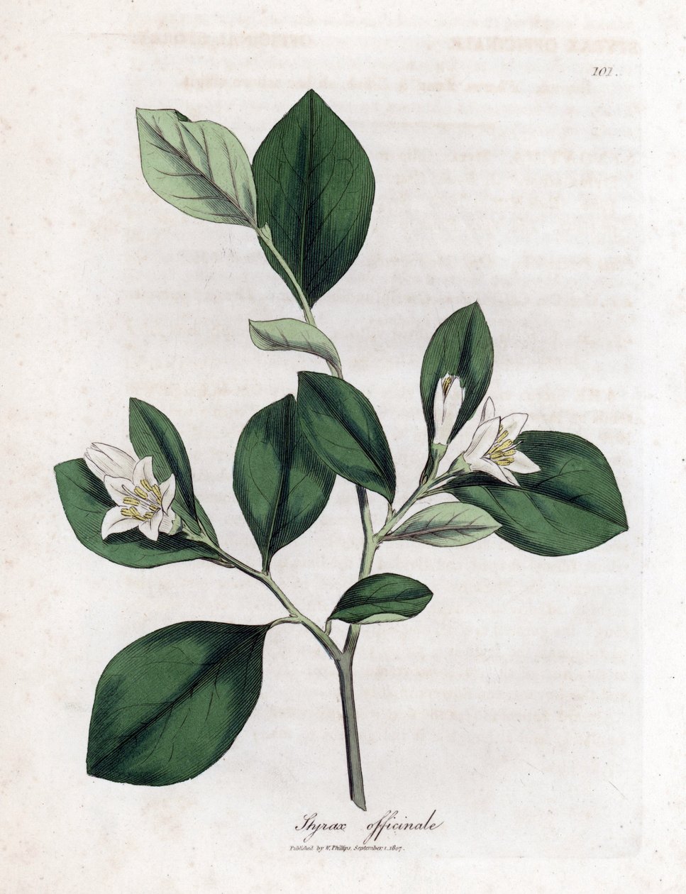 Aliboufier - Storax, Styrax officinalis. Ręcznie kolorowany miedzioryt z ilustracji botanicznej autorstwa Jamesa Sowerby