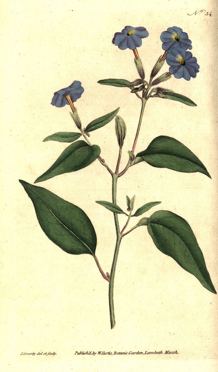 polish autorstwa James Sowerby