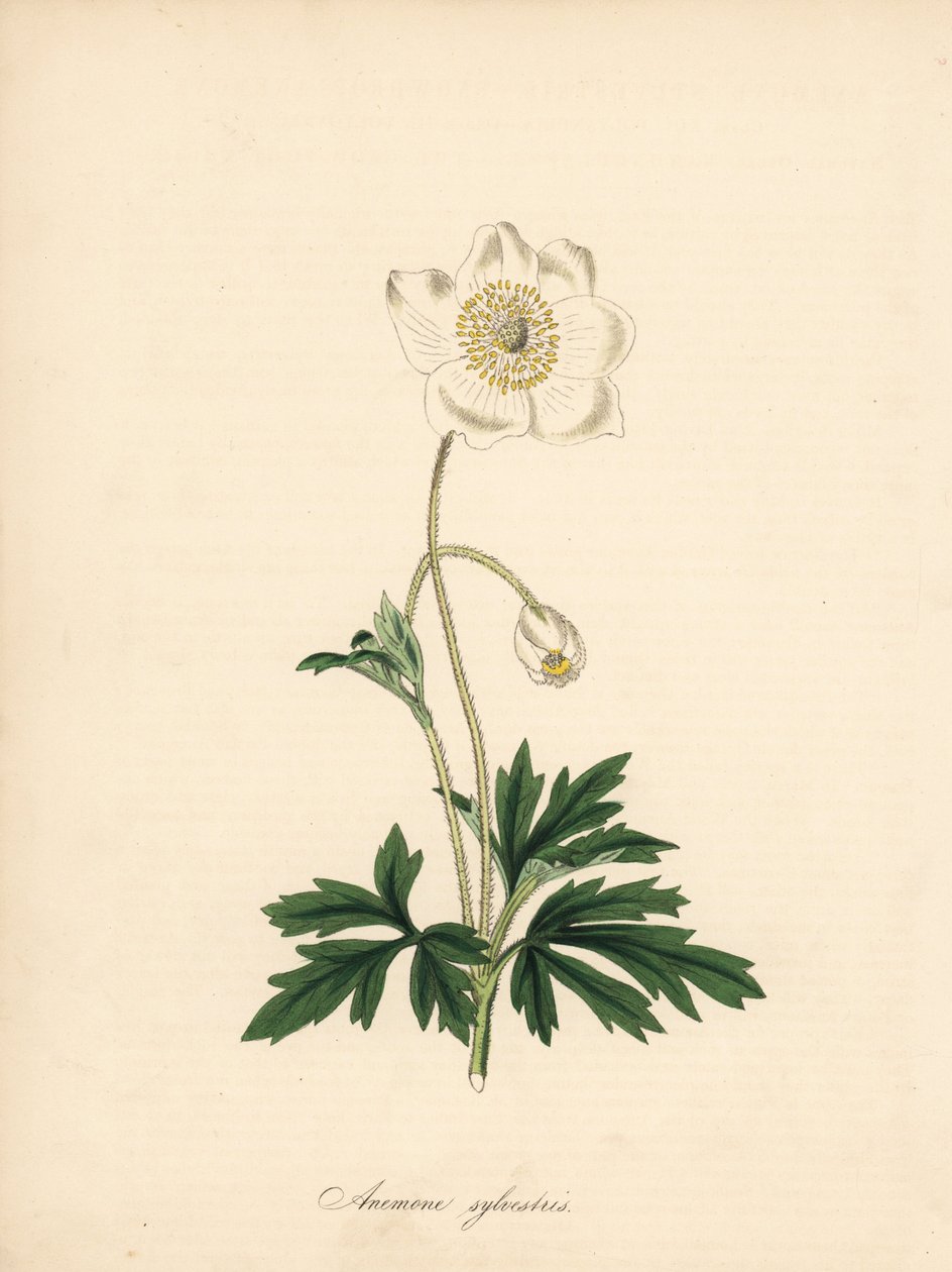 Zawilec wiertła - Zawilec przebiśnieg, Anemone sylvestris. Zaczerpnięte z ilustracji Jamesa Sowerby