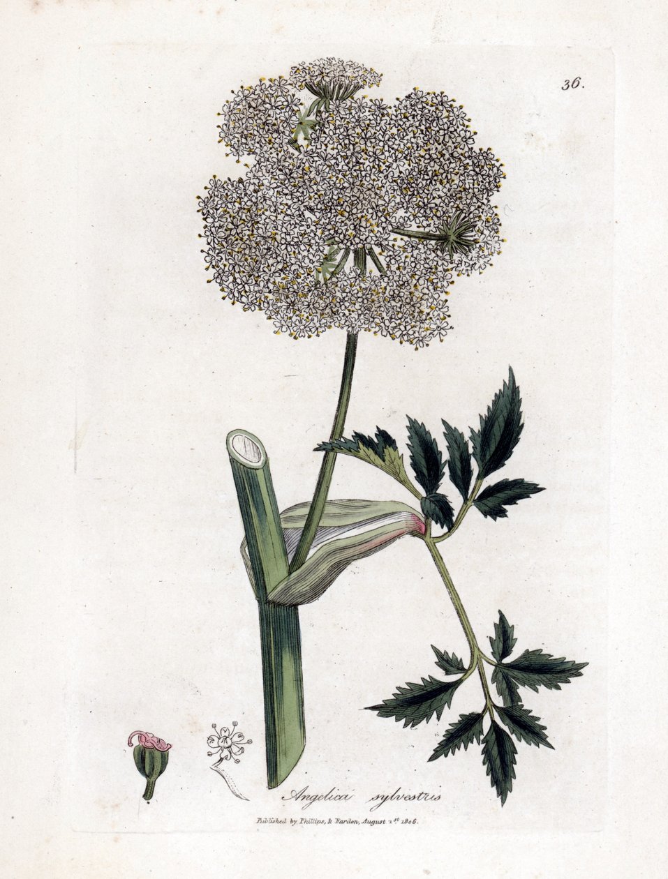 Angelique des bois ou sylvestris - dzięgiel dziki, Angelica sylvestris. Ręcznie kolorowany miedzioryt z ilustracji botanicznej autorstwa Jamesa Sowerby