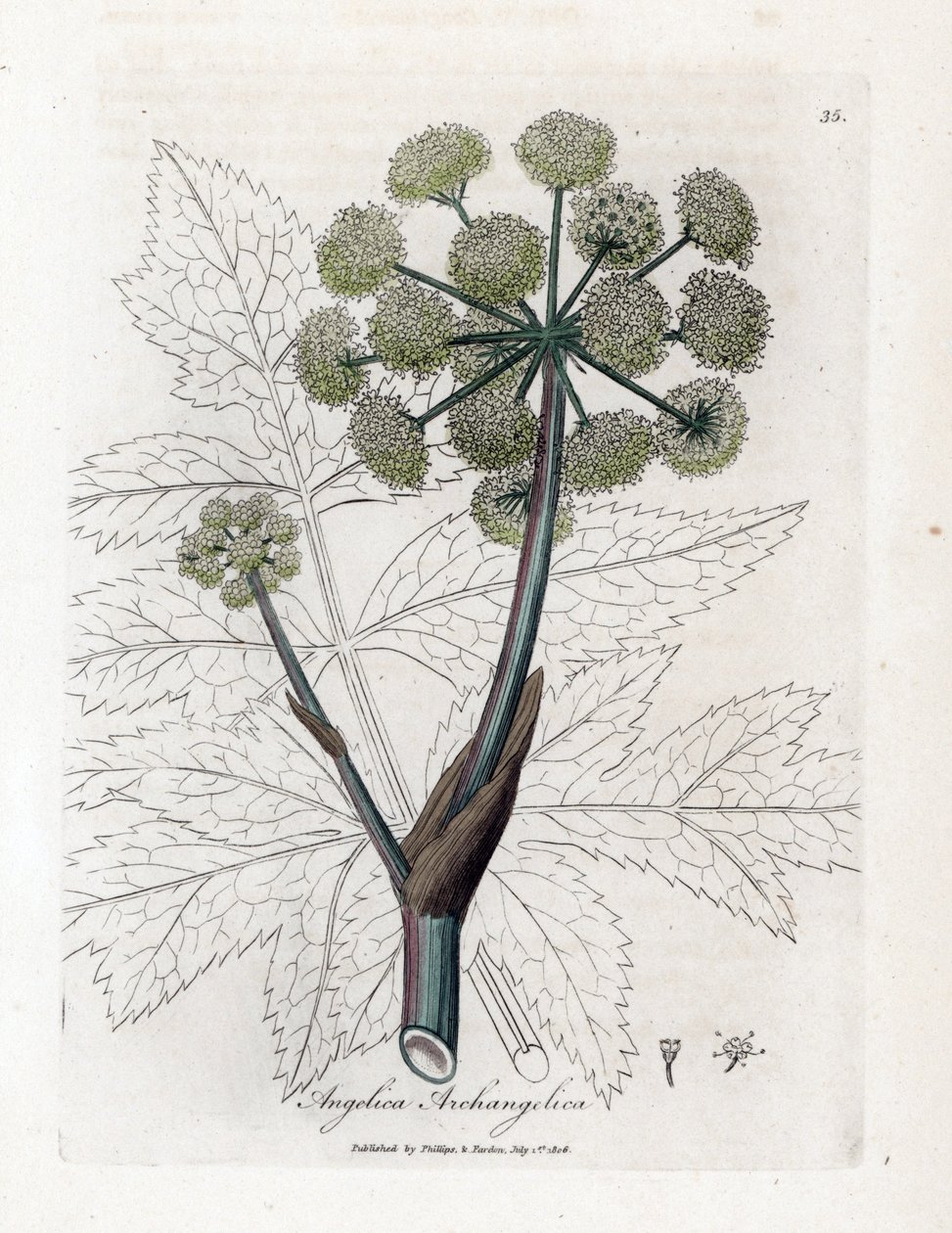 Angelique prawdziwa lub officinal lub archangelique - Angelica ogrodowa, Angelica archangelica. Ręcznie kolorowany miedzioryt z ilustracji botanicznej autorstwa Jamesa Sowerby