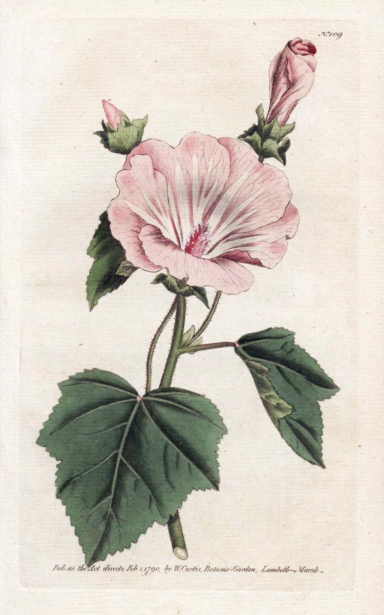 Roczna purpurowa lub kwartalna lavater - litografia Jamesa Sowerby