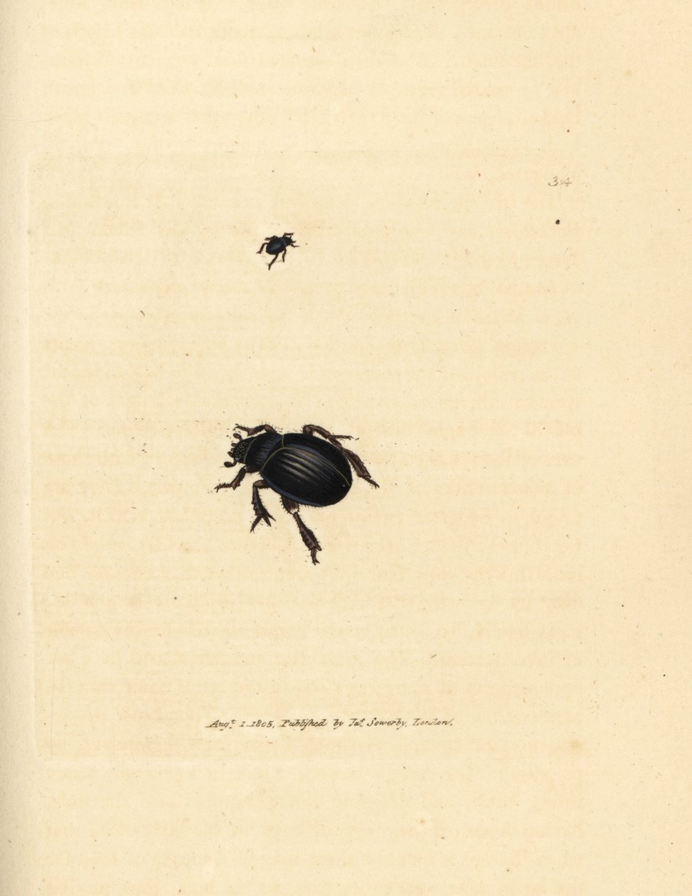 Chrząszcz Aphodius arenarius (Scarabaeus ovalis). Miedzioryt ręcznie barwiony autorstwa Jamesa Sowerby