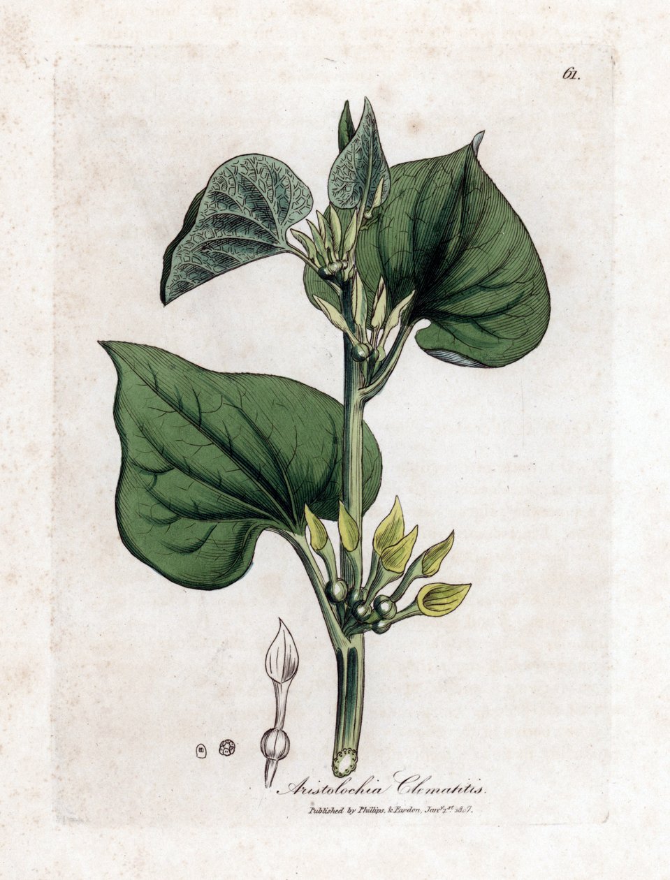 Aristoloche clematite - pnącze pospolite, Aristolochia clematitis. Ręcznie kolorowany miedzioryt z ilustracji botanicznej autorstwa Jamesa Sowerby