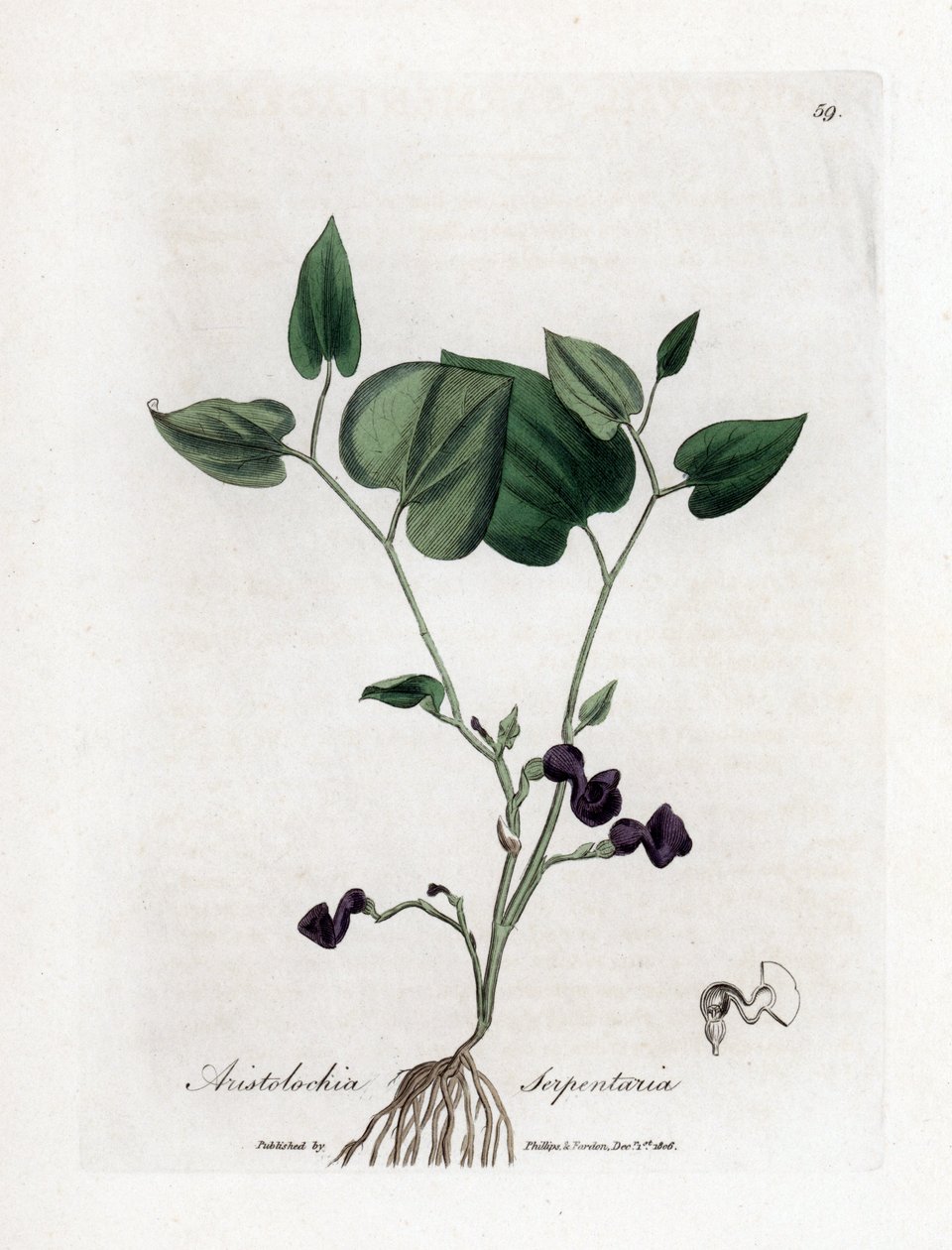 Aristoloche variete - roczniak wężowy, Aristolochia serpentaria. Ręcznie kolorowany miedzioryt z ilustracji botanicznej autorstwa Jamesa Sowerby