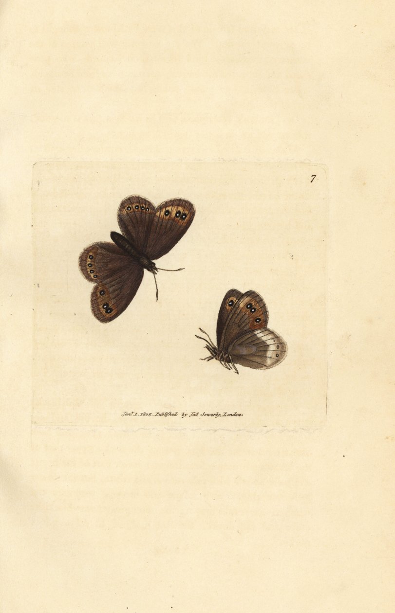 Arran brązowy, Erebia ligea (Papilio ligea). Miedzioryt ręcznie barwiony autorstwa Jamesa Sowerby