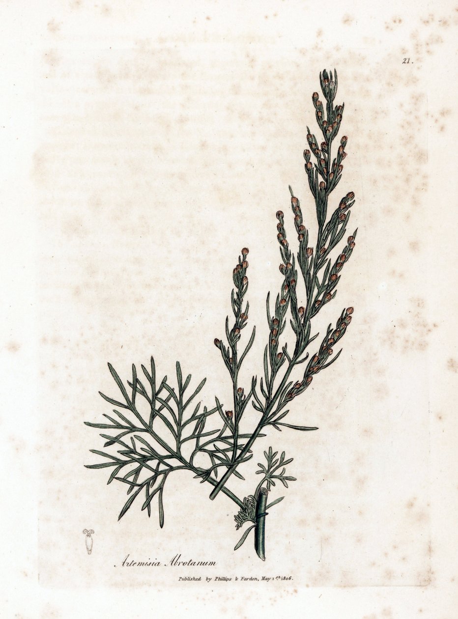 Aurone lub trawa cytrynowa lub trawa cytrynowa sagebrush - Southernwood, Artemisia abrotanum. Ręcznie kolorowany miedzioryt z ilustracji botanicznej autorstwa Jamesa Sowerby