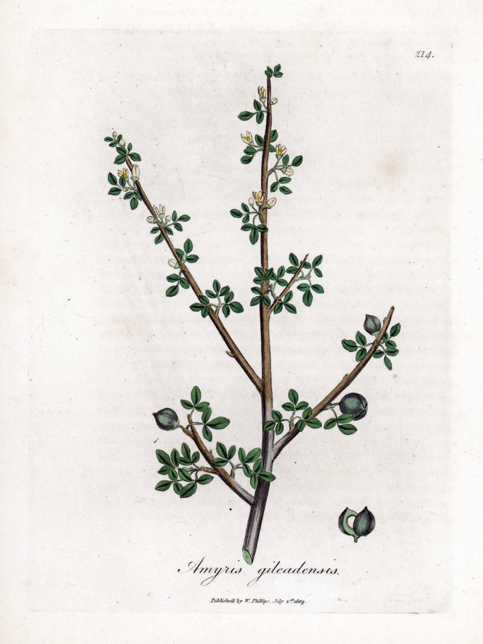 Balsam Mekki lub Balsam Galaad - Balsam Mekki, Commiphora gileadensis. Ręcznie kolorowany miedzioryt z ilustracji botanicznej autorstwa Jamesa Sowerby