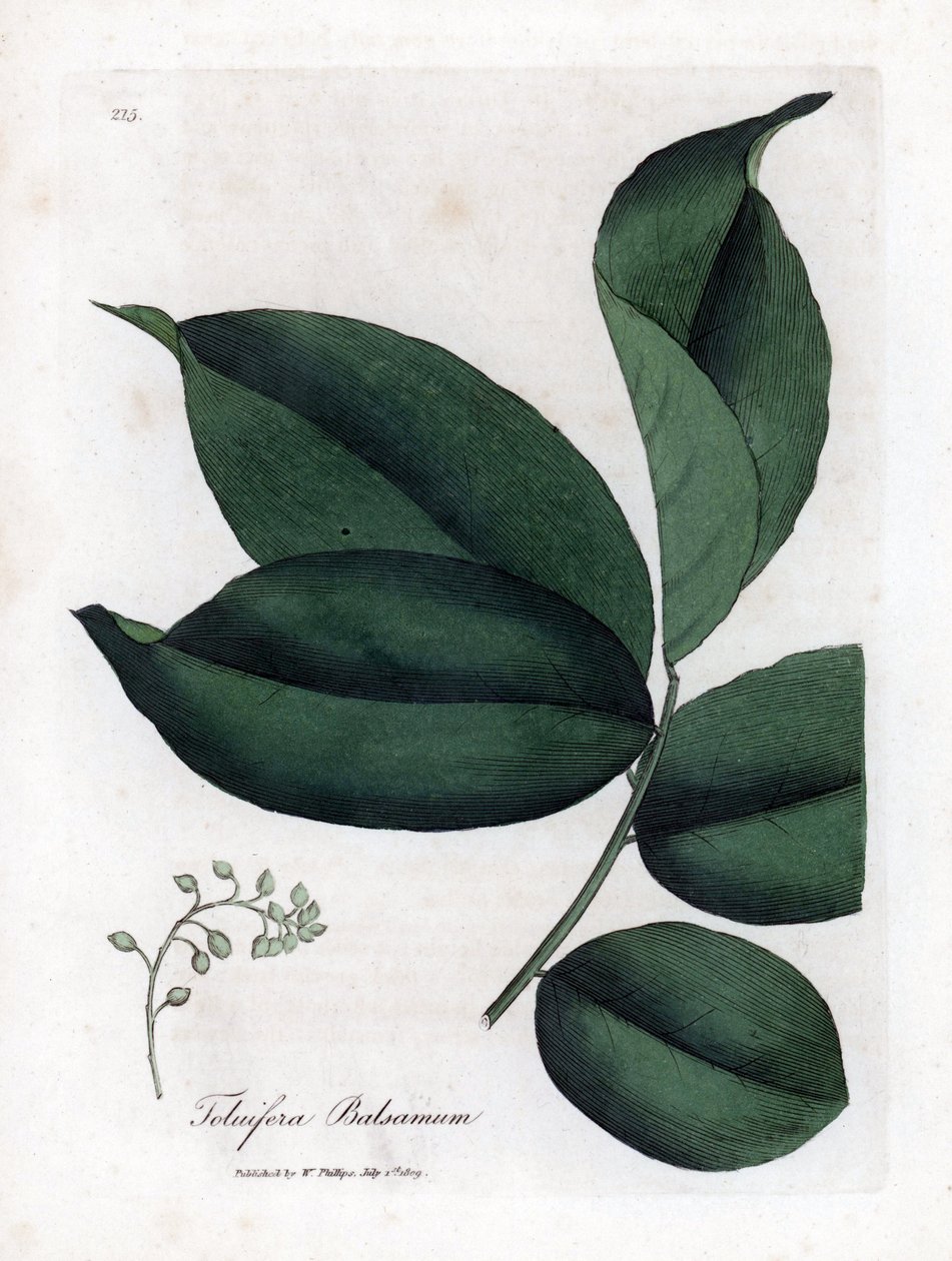 Balsam z drzewa Tolu, Myroxylon toluifera balsamum. Ręcznie kolorowany miedzioryt z ilustracji botanicznej autorstwa Jamesa Sowerby