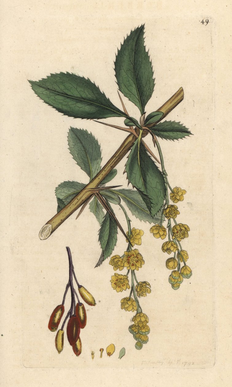 Berberys pospolity, Berberis vulgaris (Vinettier lub l¿spine-berberry) Ręcznie kolorowany miedzioryt według ilustracji Jamesa Sowerby