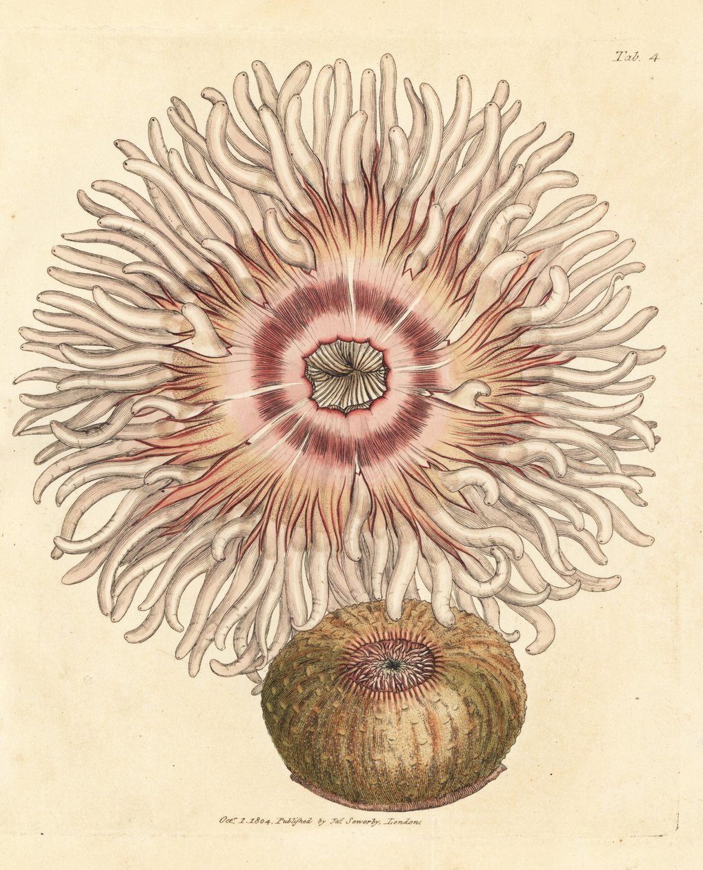 Zawilec paciorkowy, Actinia equina. Miedzioryt ręcznie barwiony autorstwa Jamesa Sowerby