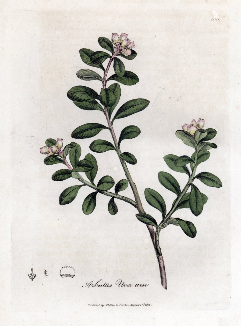 Niedźwiedź winogronowy lub mącznica lekarska - Trailing Arbutus lub mącznica lekarska, Arctostaphylos uva-ursi. Ręcznie kolorowany miedzioryt z ilustracji botanicznej autorstwa Jamesa Sowerby