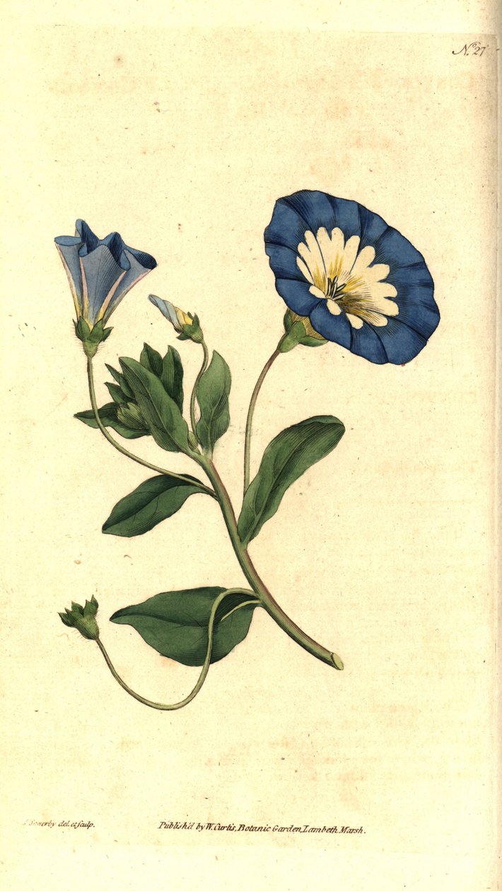 Piękny dzień lub trójkolorowy powój - Mały powój, Convolvulus tricolor. Ręcznie grawerowany miedzioryt i ilustracja botaniczna autorstwa Jamesa Sowerby