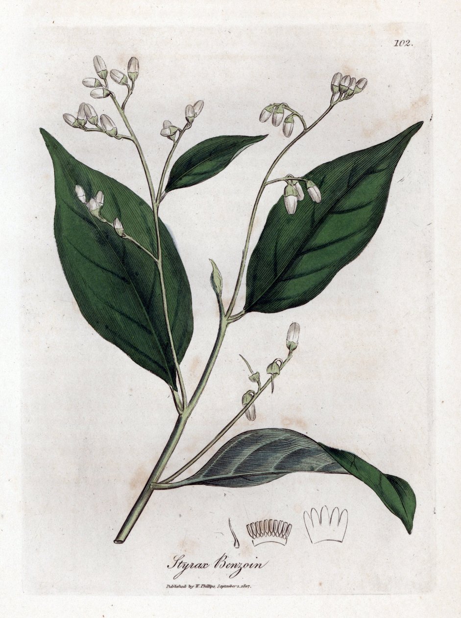 Benzoina - drzewo benjamina, benzoes styraksu. Ręcznie kolorowany miedzioryt z ilustracji botanicznej autorstwa Jamesa Sowerby
