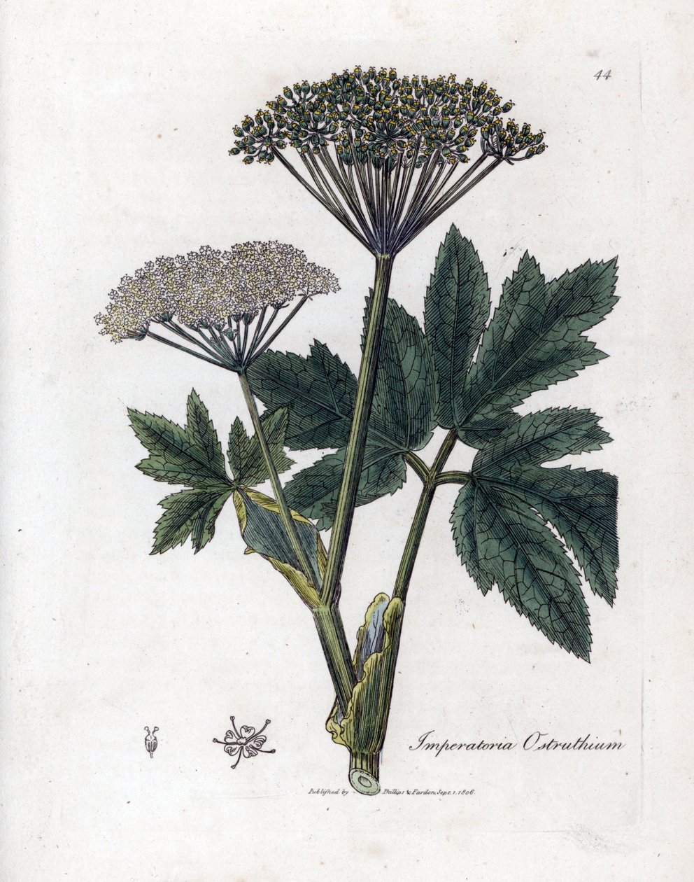 Benzoin lub Imperatory - Wspólna masterwort, Imperatoria ostruthium. Ręcznie kolorowany miedzioryt z ilustracji botanicznej autorstwa Jamesa Sowerby