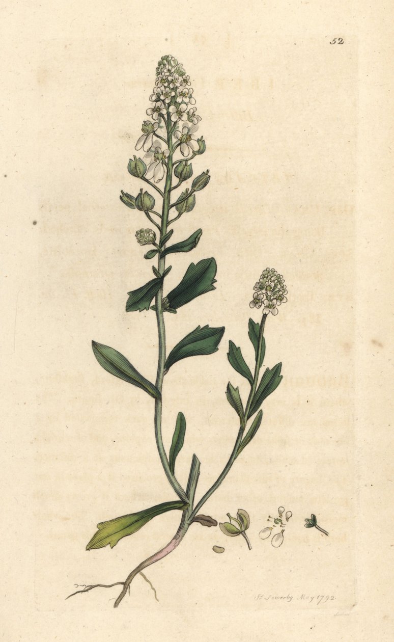 Gorzki candytuft, Iberis amara. Miedzioryt ręcznie kolorowany według ilustracji autorstwa Jamesa Sowerby