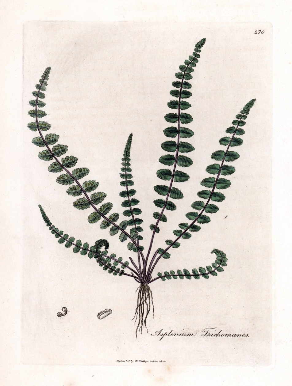 Czarna doradilla lub fałszywa kapilara (paproć) - Paproć miłorzębu włoskiego lub śledziona, Asplenium trichomanes. Ręcznie kolorowany miedzioryt z ilustracji botanicznej autorstwa Jamesa Sowerby