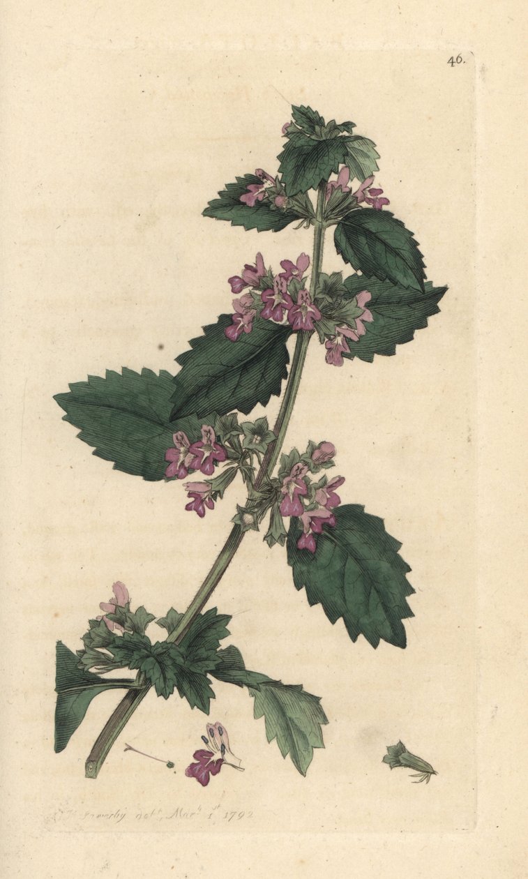 Miedzioryt czarny, Ballota nigra (Ballote noire) Ręcznie kolorowany miedzioryt według ilustracji Jamesa Sowerby