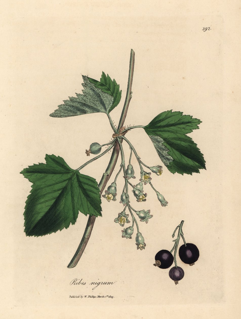 Drzewo czarnej porzeczki, Ribes nigrum autorstwa James Sowerby