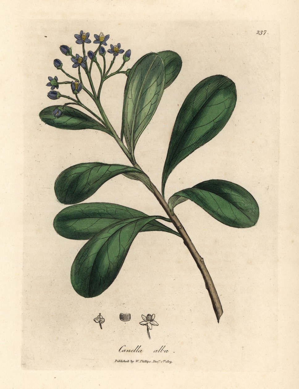 Canella o niebieskich kwiatach i liściach laurowych, Canella alba, Canella winterana autorstwa James Sowerby