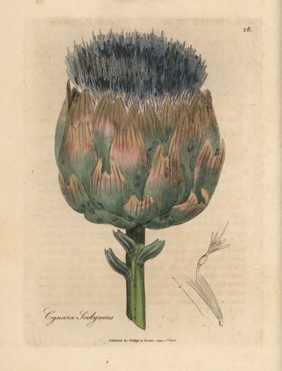 Alcachofra florida azul e roxa, esmalte Cynara scolymus autorstwa James Sowerby