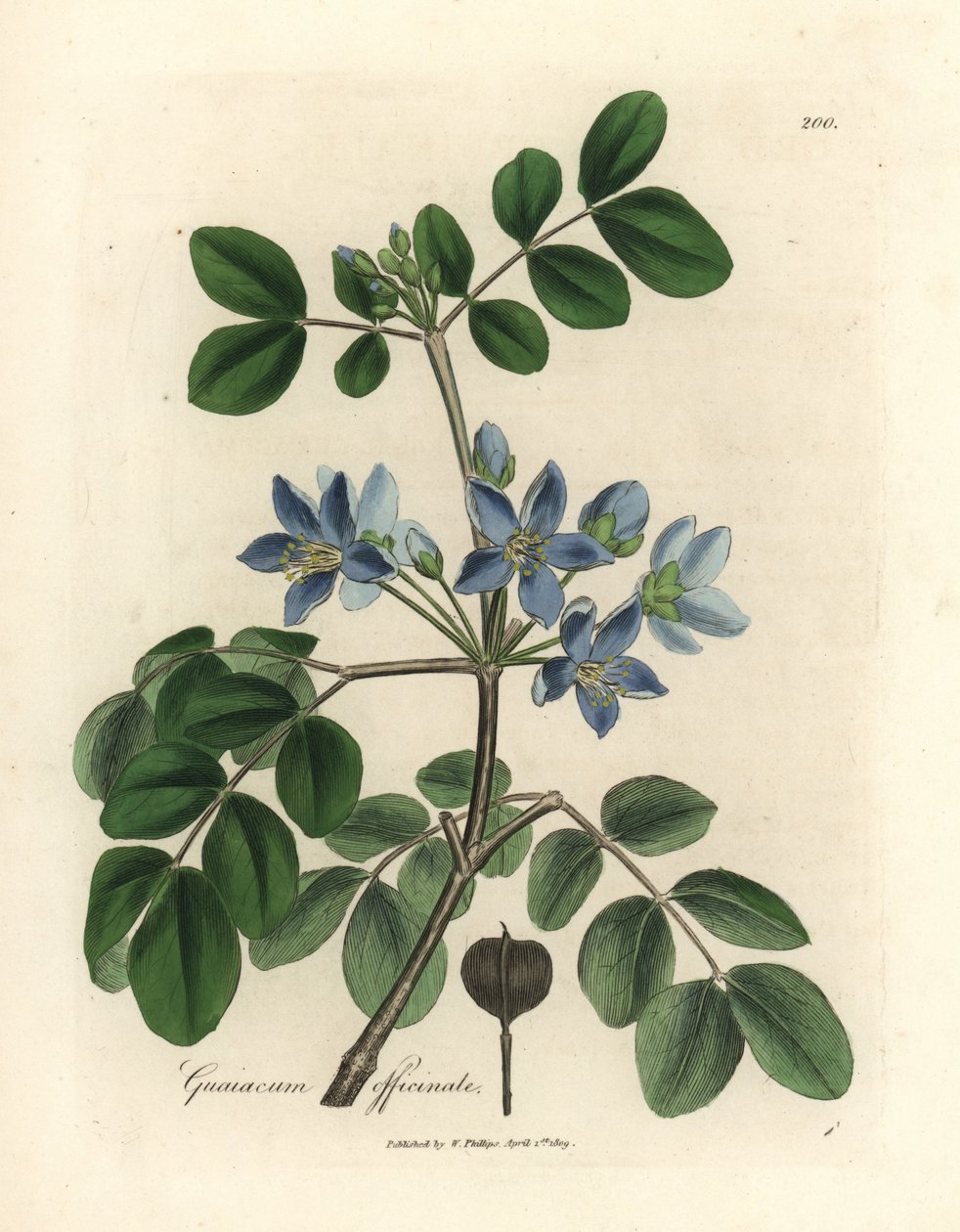 Guaiacum officinale o niebieskich kwiatach autorstwa James Sowerby