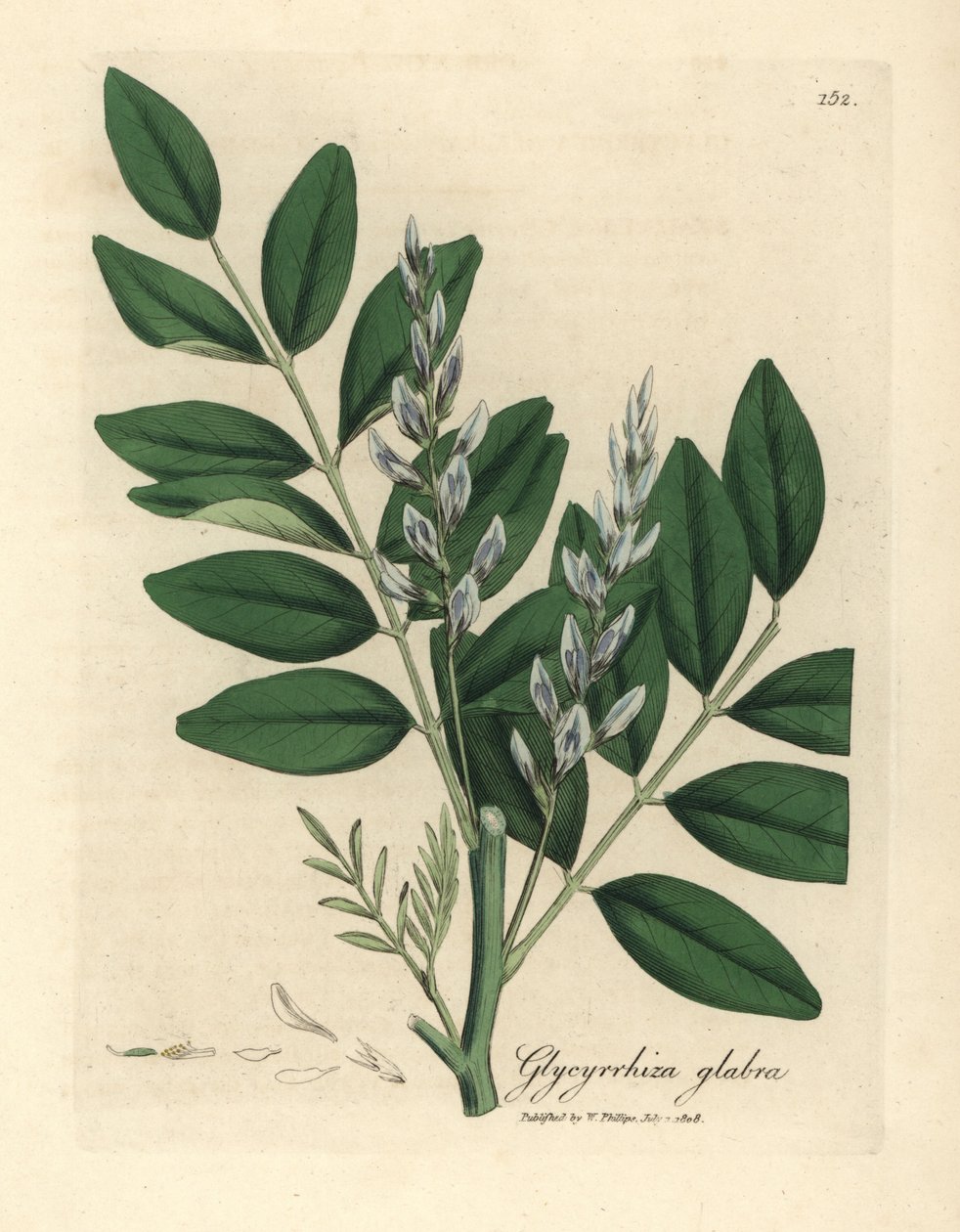 Lukrecja pospolita o niebieskich kwiatach, Glycyrrhiza glabra autorstwa James Sowerby