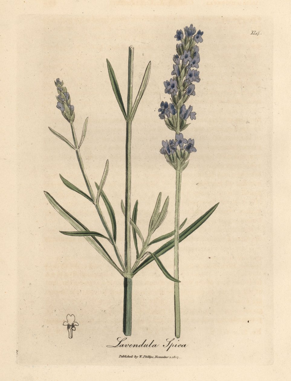 Niebiesko kwitnąca lawenda, Lavandula spica autorstwa James Sowerby