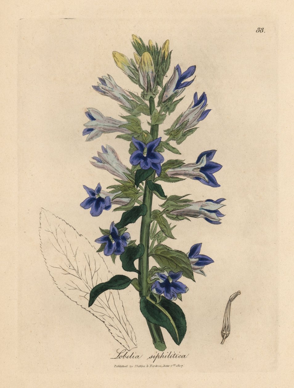 Lobelia o niebieskich kwiatach lub kwiat kardynała, Lobelia siphilitica autorstwa James Sowerby