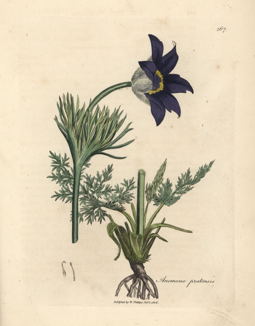 Zawilec łąkowy o niebieskich kwiatach lub kwiat sasanki, Anemone pratensis autorstwa James Sowerby