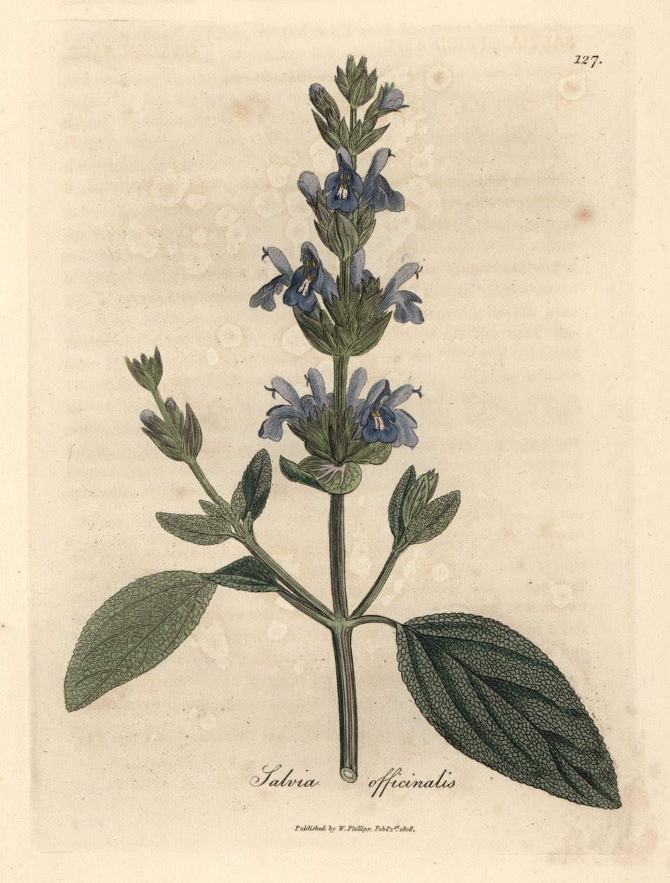 Szałwia o niebieskich kwiatach, Salvia officinalis autorstwa James Sowerby