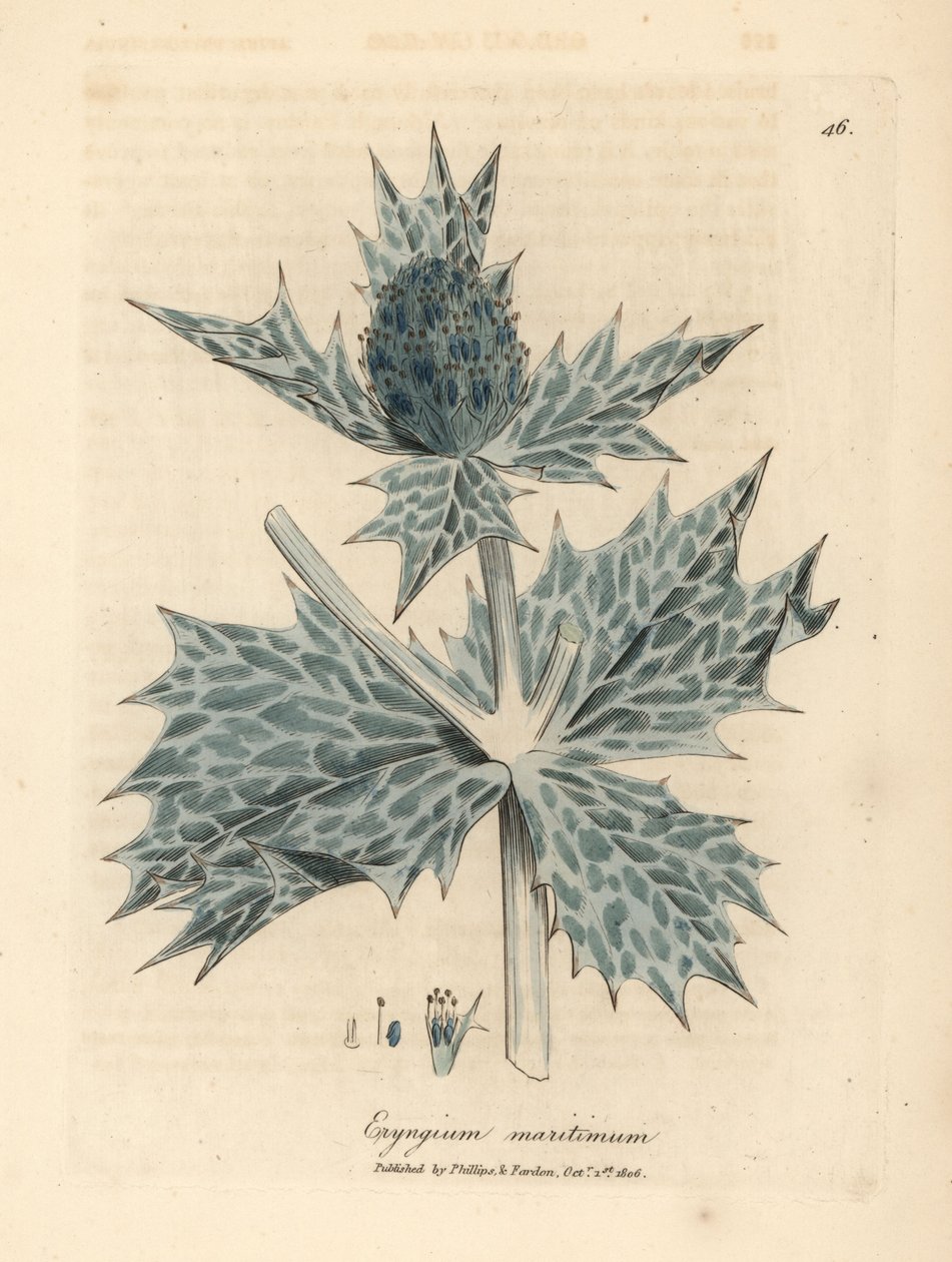 Holly o niebieskich kwiatach lub eryngo, Eryngium maritinum autorstwa James Sowerby