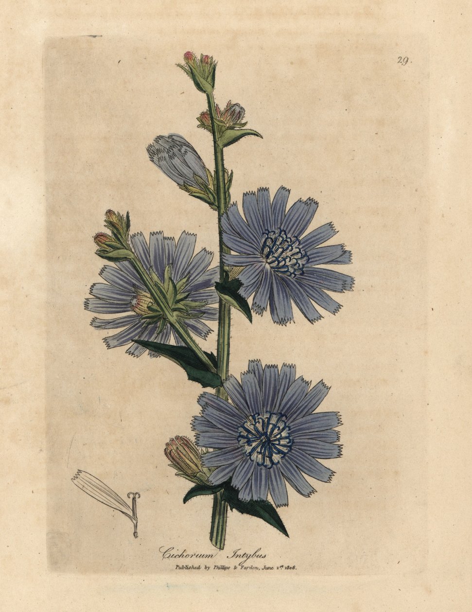 Dzika succory lub cykoria o niebieskich kwiatach, Cichorium intybus autorstwa James Sowerby
