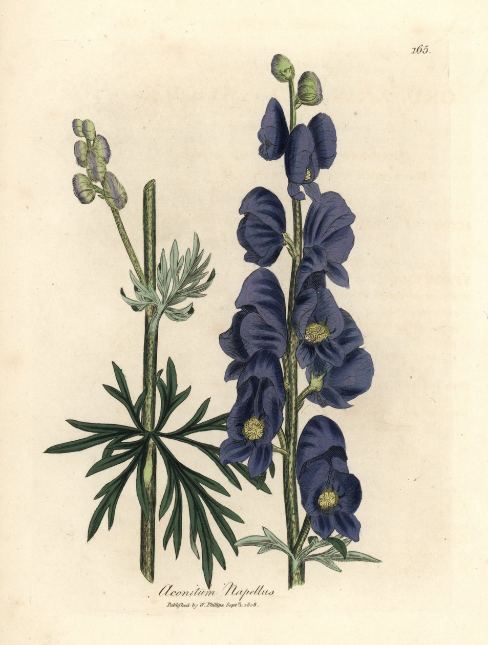 Zguba wilka o niebieskich kwiatach lub kaptur mnicha, Aconitum napellus autorstwa James Sowerby