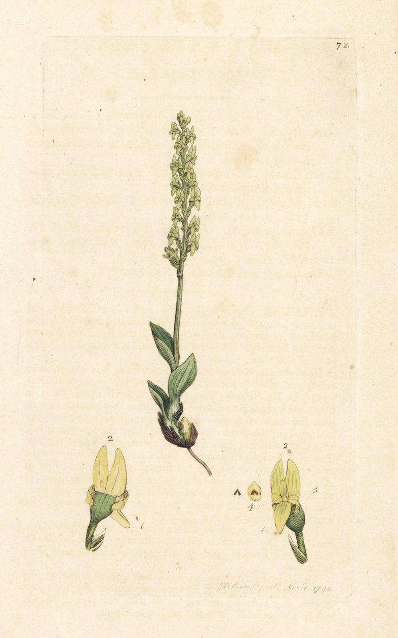 Storczyk bagienny, Hammarbya paludosa (Marsh tway-blade, Malaxis paludosa). Miedzioryt ręcznie kolorowany według ilustracji autorstwa Jamesa Sowerby