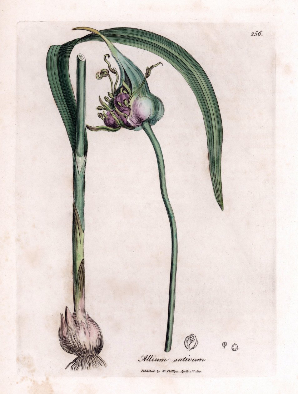 Tablica botaniczna: Uprawa czosnku (Allium sativum) przedstawiająca cebulkę, liście i fioletowe kwiaty. Miedzioryt ręcznie kolorowany na podstawie ilustracji autorstwa Jamesa Sowerby