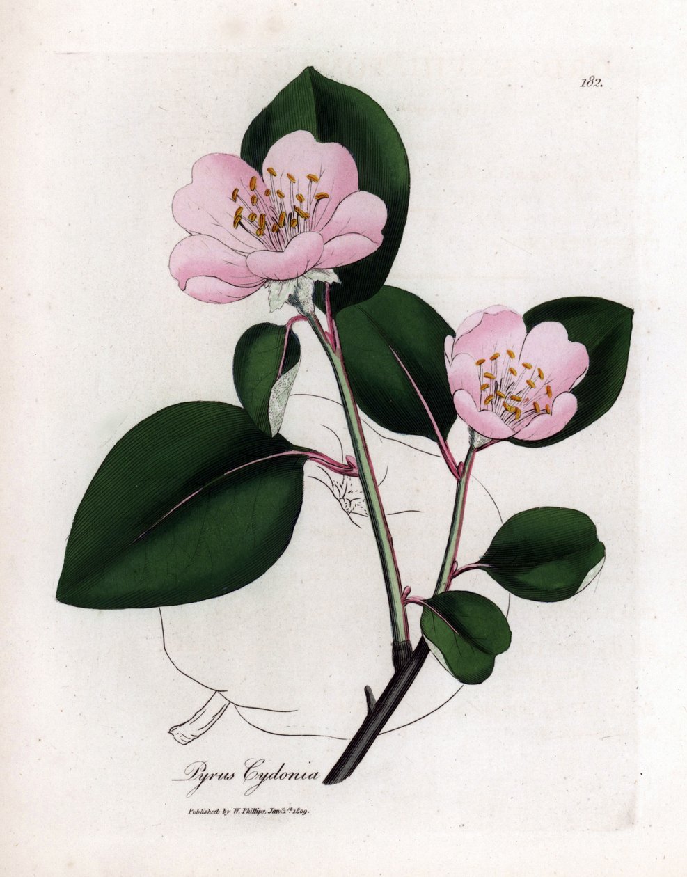 Tablica botaniczna: kwiaty i pigwa, owoce Cognassier (Cydonia oblonga) - pigwa o różowych kwiatach z zarysem owoców, Pyrus cydonia. Ręcznie kolorowany miedzioryt z ilustracji botanicznej autorstwa Jamesa Sowerby