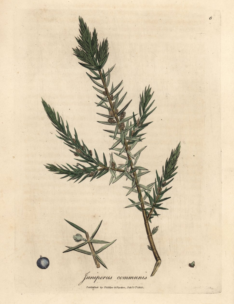 Gałąź i jagody jałowca pospolitego, Juniperus communis autorstwa James Sowerby
