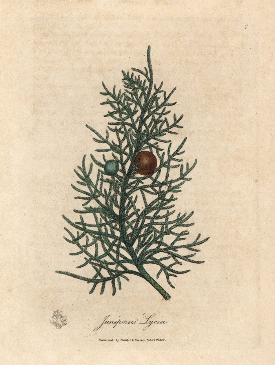 Gałąź i jagody drzewa cedrowego, Juniperus lycia autorstwa James Sowerby