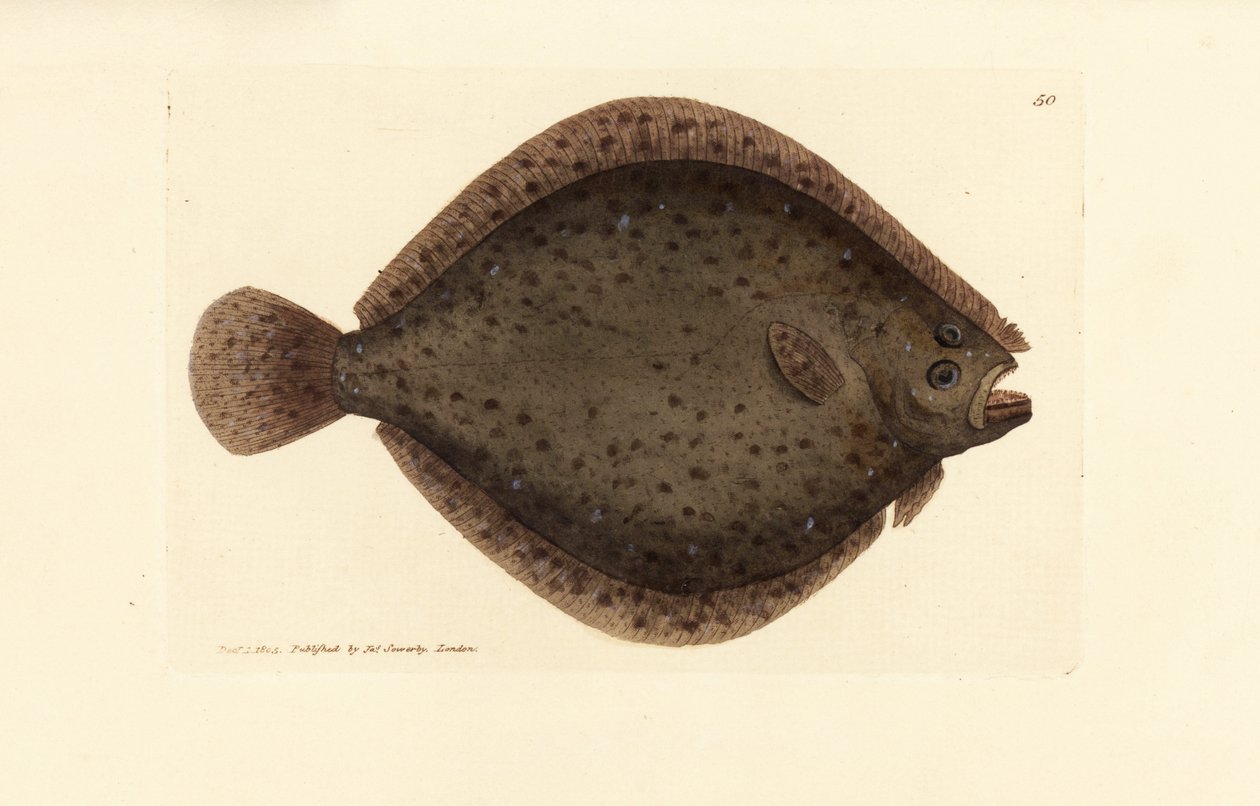 Nagład lub latawiec, Scophthalmus rhombus (Pleuronectes rhombus). Miedzioryt ręcznie barwiony autorstwa Jamesa Sowerby