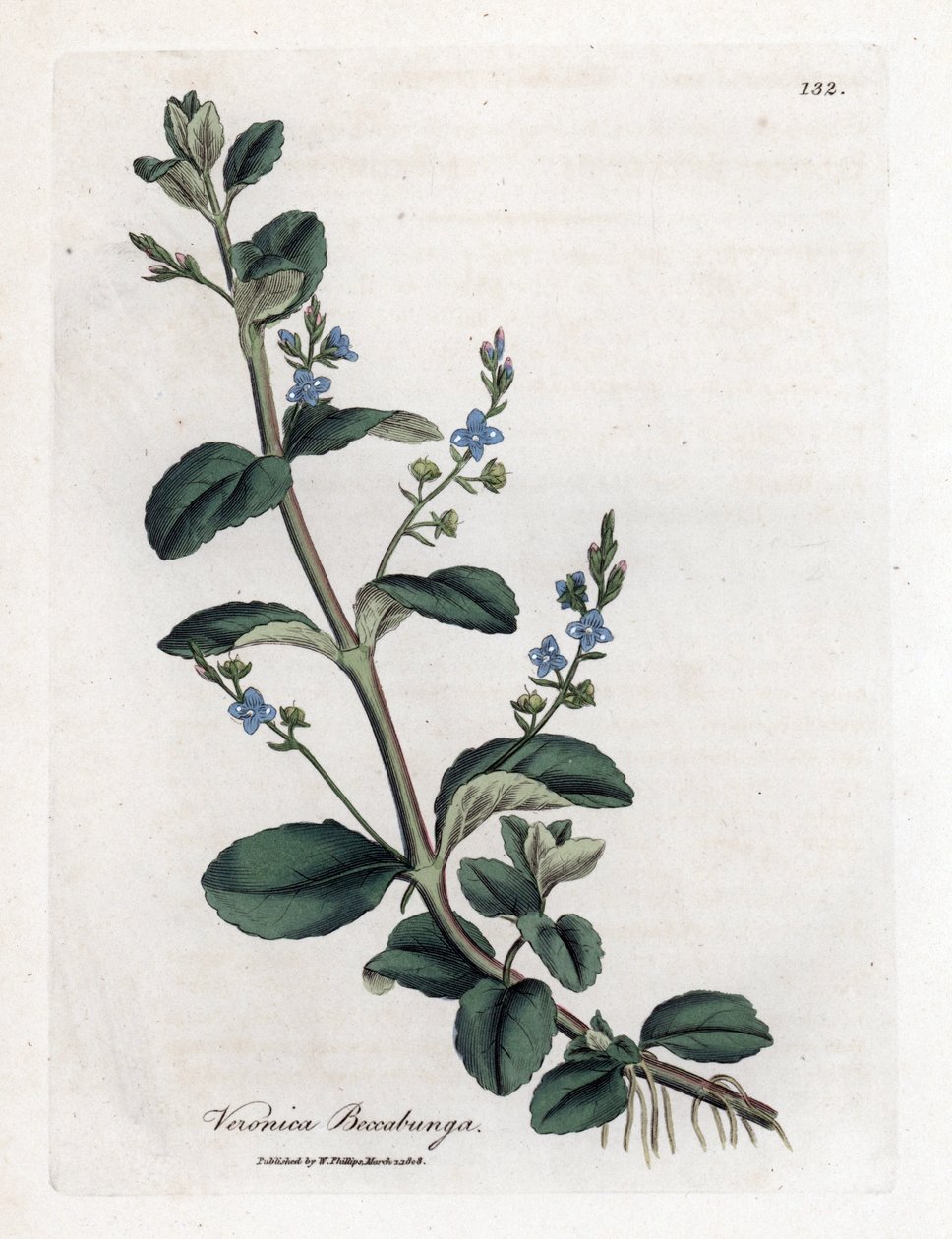 Przetacznik Brooklime, Veronica beccabunga. Ręcznie kolorowany miedzioryt z ilustracji botanicznej autorstwa Jamesa Sowerby