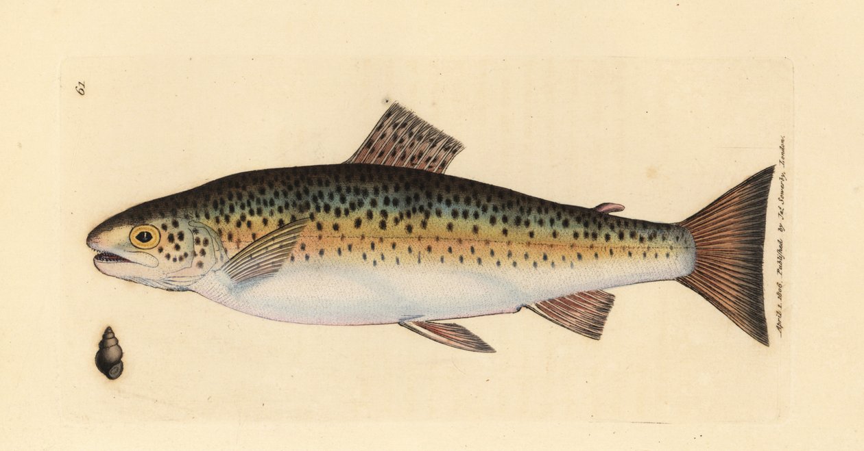 Pstrąg potokowy, Salmo trutta fario (Pstrąg Gillaroo, Salmo fario). Miedzioryt ręcznie barwiony autorstwa Jamesa Sowerby