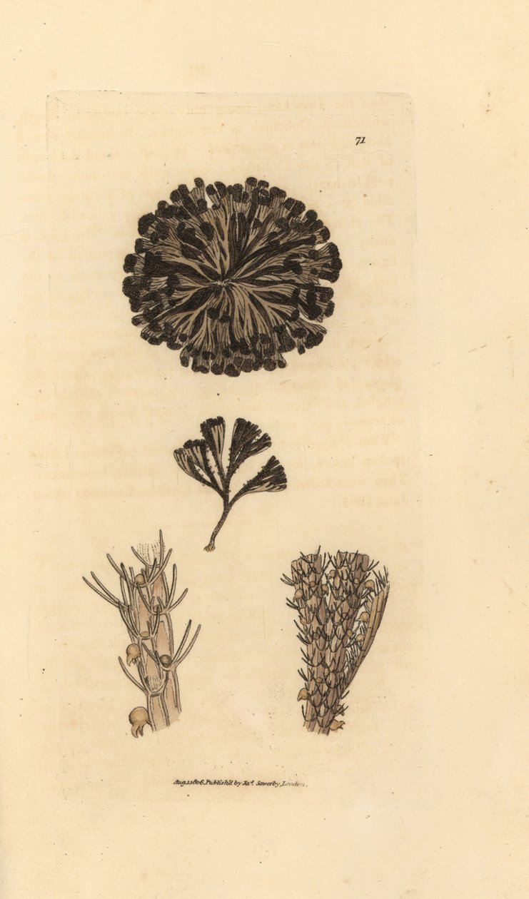 Bugulina avicularia (Flustra avicularis). Miedzioryt ręcznie barwiony autorstwa Jamesa Sowerby