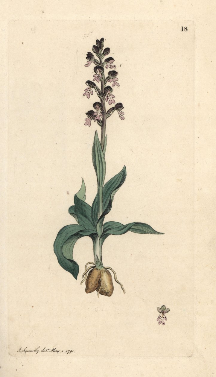 Storczyk z wypaloną końcówką, Neotinea ustulata (storczyk karłowaty, Orchis ustulata). Miedzioryt ręcznie kolorowany według ilustracji autorstwa Jamesa Sowerby